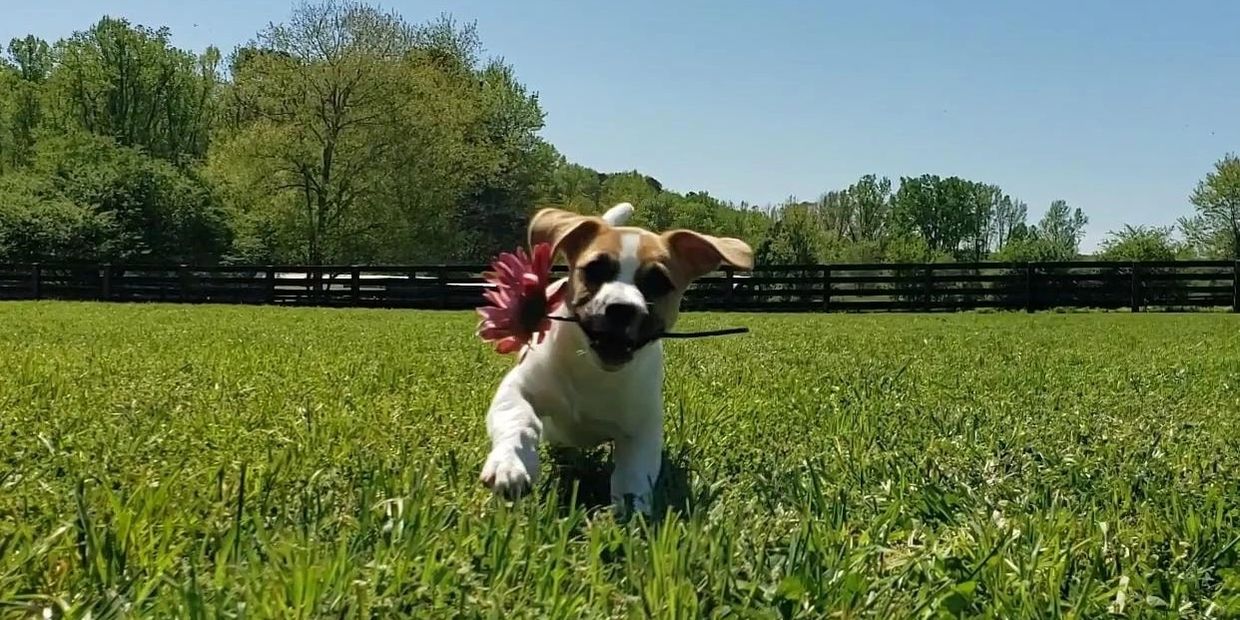 Dog Boarding, Dog Training Atlanta Dogworks Alpharetta,